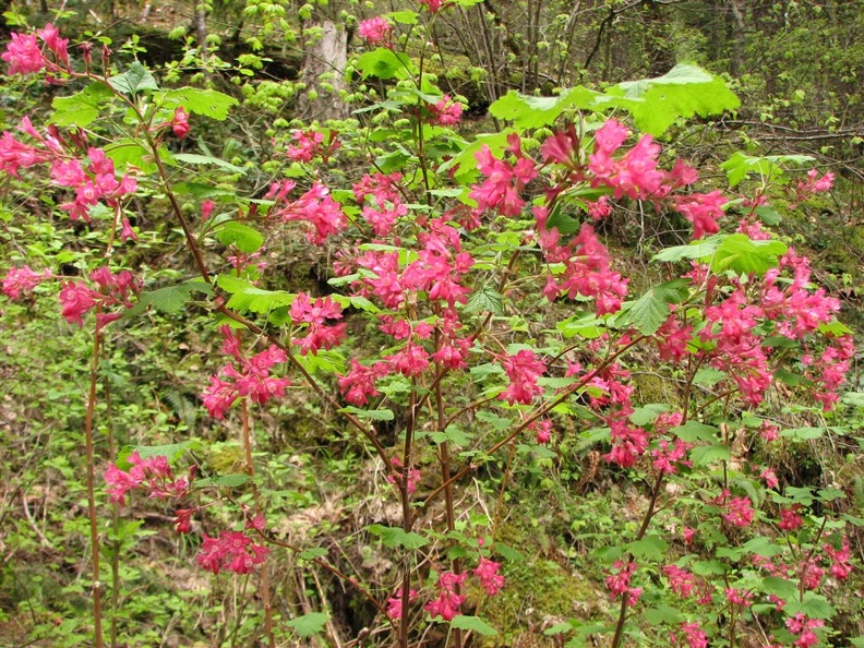 Flowering Current