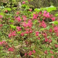 Flowering Current