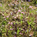 spring flowers along Herman Creek Trail