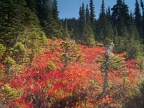 Blueberriers showing fall colors on High Lakes Trail. Picture taken 9/27/2005 about noon.