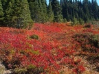 Blueberriers showing fall colors on High Lakes Trail. Picture taken 9/27/2005 about 2pm.