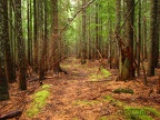 Branches from dead trees dangle in the trail making this section seem like a haunted forest.