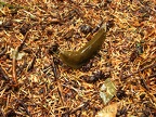 This banana slug didn't mind the rainy weather at all.