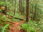 The Horseshoe Ridge Trail drops down steeply off the ridge back towards Siouxon Creek.