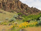 Spring flowers bloom in patches around Horsethief Butte.