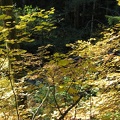 Fall leaves along Siouxon Creek on the Siouxon Creek Trail.