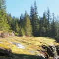 We started at Box Canyon and walked right past the junction to the Wonderland. The fall rains have really made the moss turn bright green.