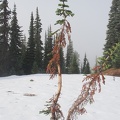 This is a sure sign that elk are in the area. You can see that elk have rubbed most of the bark off this tree getting the velvet off their antlers.