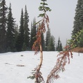 This is a sure sign that elk are in the area. You can see that elk have rubbed most of the bark off this tree getting the velvet off their antlers.