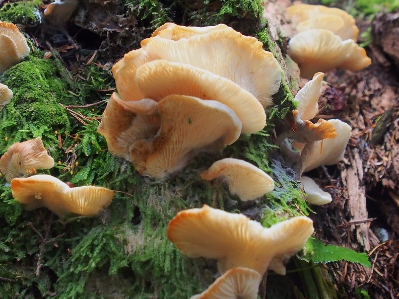 There are a lot of different kinds of fungsu along this trail. Here are some nice white ones.