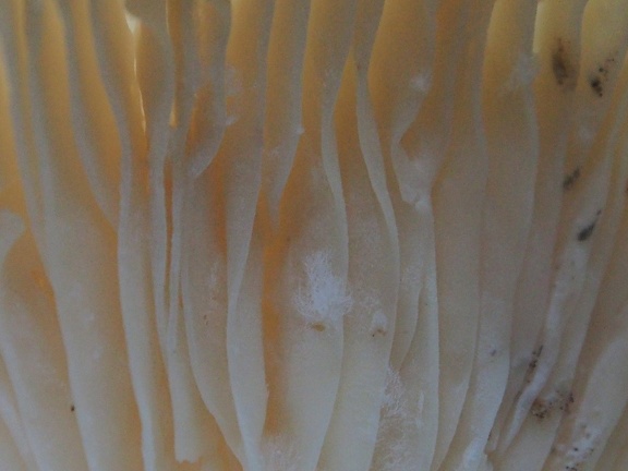 A closeup of those nice white mushrooms.