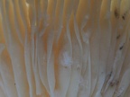 A closeup of those nice white mushrooms.