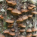 Here is a lovely pattern of fungus growing on a dead tree along the trail near Nickel Creek.