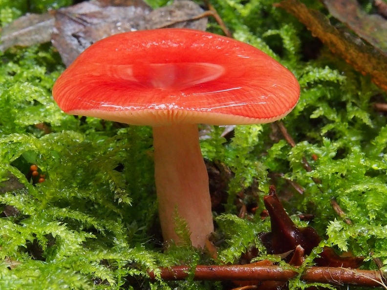 I love the way the earlier rainfall has pooled on this mushroom. What a color!