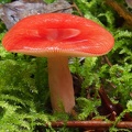 I love the way the earlier rainfall has pooled on this mushroom. What a color!