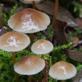 More lovely little mushrooms growing on the downed trunk of a tree near Nickel Creek Camp.