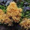 A coral mushroom growing along the trail near Nickel Creek.