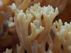 Closeup of a coral mushroom growing along the trail near Nickel Creek.
