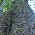 A large old-growth tree towers over the Clatsop Loop trail. Though there aren't large numbers of old-growth trees along the trail, they are there.