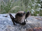 We found a dead bat and posed it for a good picture. We heard bats far above us.