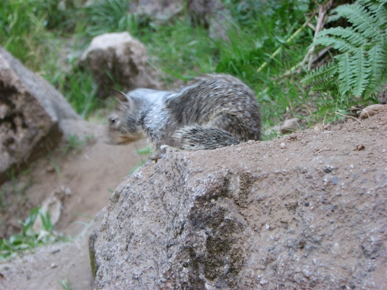 Marmot on the John Muir Trail out of Yosemite Valley