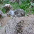 Marmot on the John Muir Trail out of Yosemite Valley