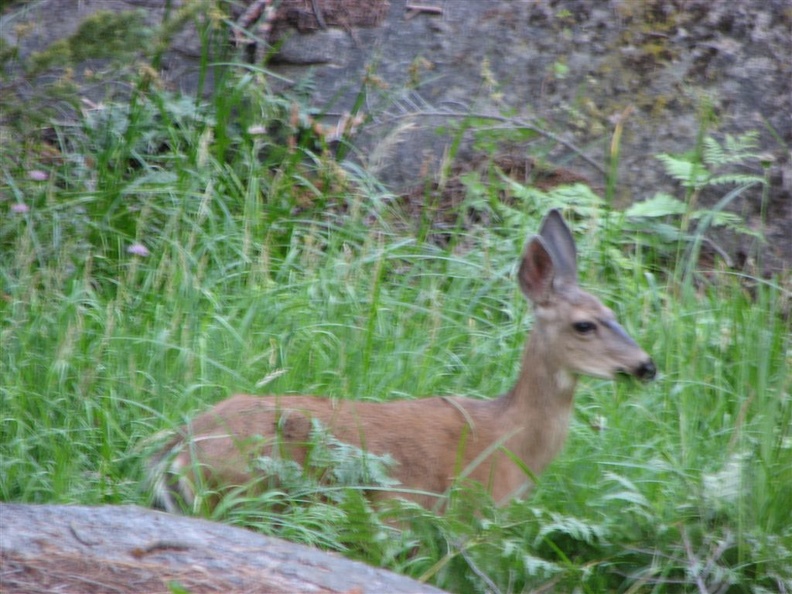 One of the many deer what we saw along the John Muir Trail in Yosemite