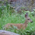 One of the many deer what we saw along the John Muir Trail in Yosemite