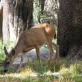 One of the many deer what we saw along the John Muir Trail in Yosemite.