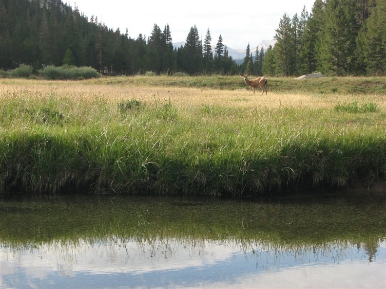 Upper Lyell Canyon in Yosemite National Park looking west towards Tuolumne Meadows.