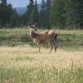 A deer in the upper Lyell Canyon in Yosemite National Park.