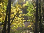 Fall leaves along the Wilson River Trail with the Wilson River flowing in the background. This river goes from a tranquil summer stream to a raging torrent in the winter.