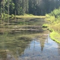 June Lake has a wide, shallow shore which is just right for wading. The lake is surprisingly clear for having this shallow shoreline.