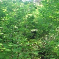 Some places on the Loowit Trail are overgrown and here you can barely tell the trail goes through these Vine Maples.