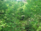 Some places on the Loowit Trail are overgrown and here you can barely tell the trail goes through these Vine Maples.