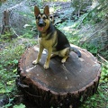 Jasmine sits on a wheel that was sliced from a deadfall across the trail. This shows how big around many of the trees are in this area.