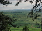Looking out over the Palouse from a break in the pine trees.