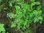 Kamiak Butte provides a moist environment for many kinds of plants.