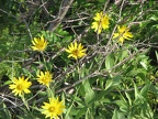 Yellow flowers carpet parts of the hillside.