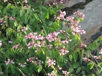 Maybe this is some kind of honeysuckle growing among the rocks.