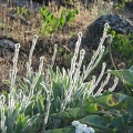 A fuzzy plant grows along the rocks and catches the morning sun on Kamiak Butte.