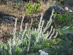 A fuzzy plant grows along the rocks and catches the morning sun on Kamiak Butte.