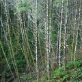 Alder trees along Dog Creek on King's Mountain Trail in the Tillamook State Forest, Oregon.