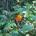 Jewel Weed (Latin Name: Impatiens capensis). This grows in a few large colonies along the trail.