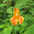 Jewel Weed (Latin Name: Impatiens capensis). This grows in a few wet areas along the trails in Lacamas Lake Park.