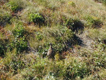 Ptarmigans in Mt. Rainier National Park.