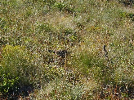 Ptarmigans in Mt. Rainier National Park.