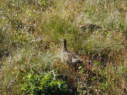 Ptarmigans in Mt. Rainier National Park.