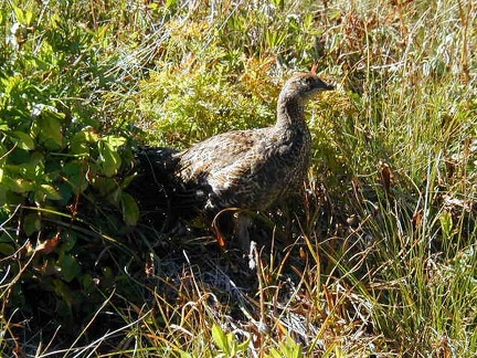 A Ptarmigan in Mt. Rainier National Park.