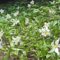 Avalanche Lillies bloom along the Oneonta Trail.